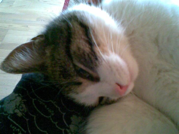 Huskat Nullemor - Jeg ligger lige og sover ;D billede 16