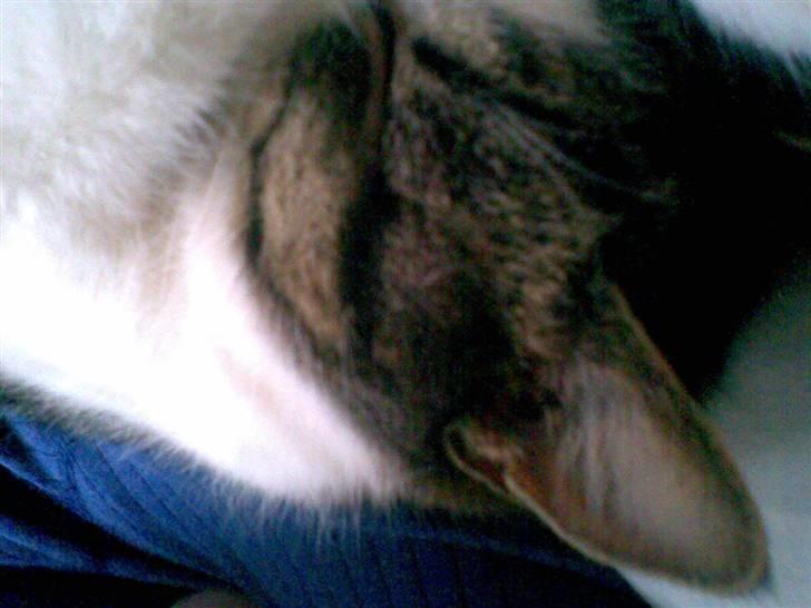 Huskat Nullemor - Sover igen nu xD billede 17