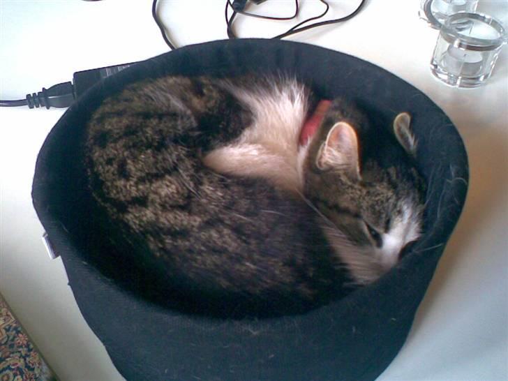 Huskat Nullemor - Nuller, har virkelig nogle mærkelige steder at sove xD billede 18