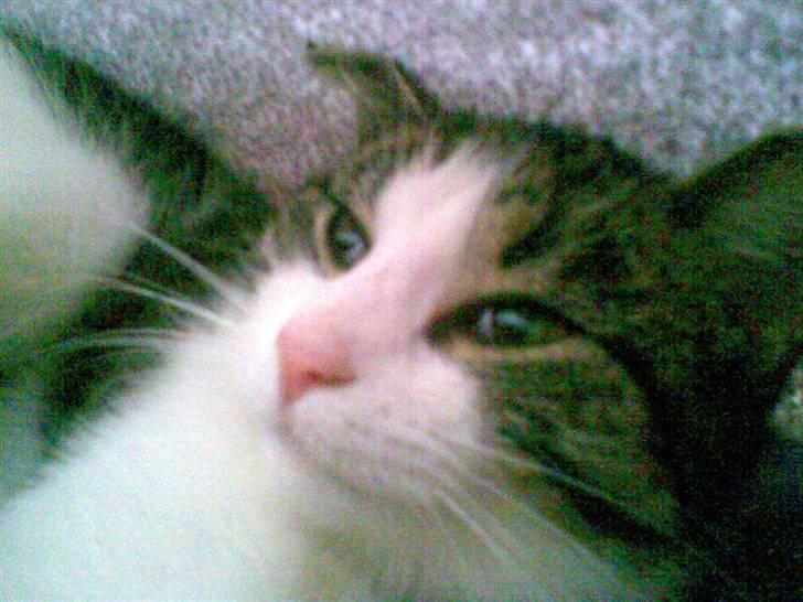 Huskat Nullemor - Putter under tæppe ;D billede 19