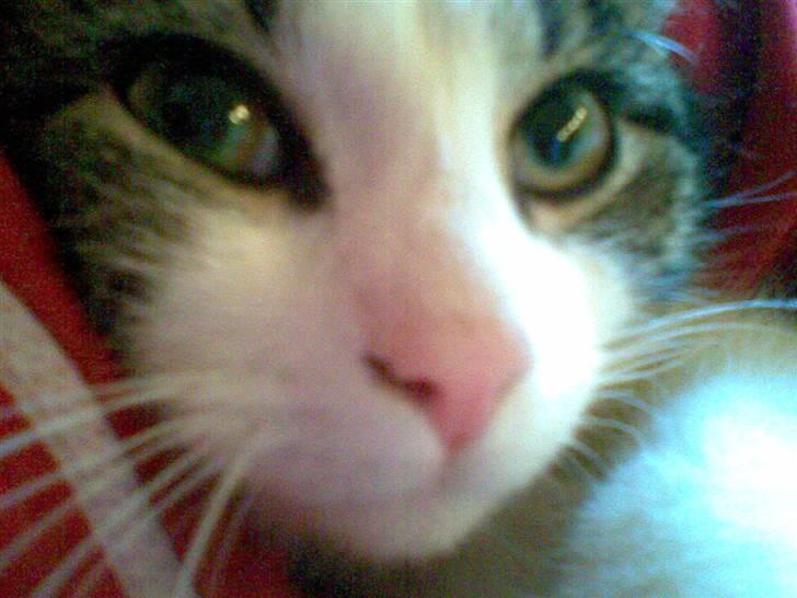 Huskat Nullemor - Hej hej, :D billede 20