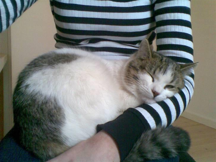 Huskat Nullemanden - Nulle manden er blevet en halv stor hankat ;D billede 6