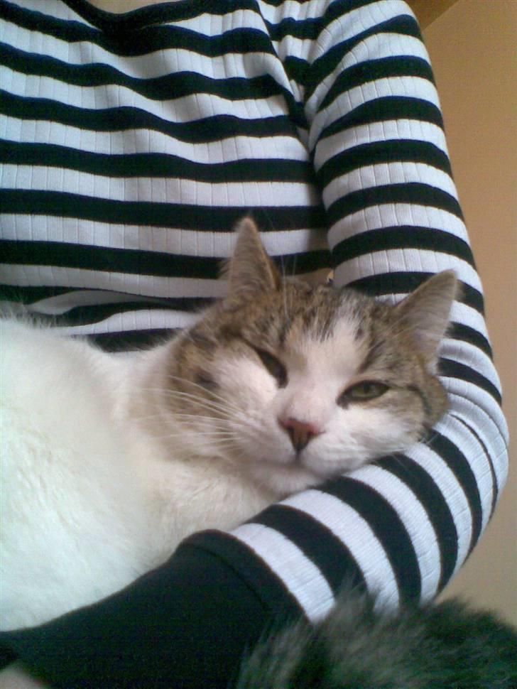 Huskat Nullemanden - Dejlig hankat ;D billede 7