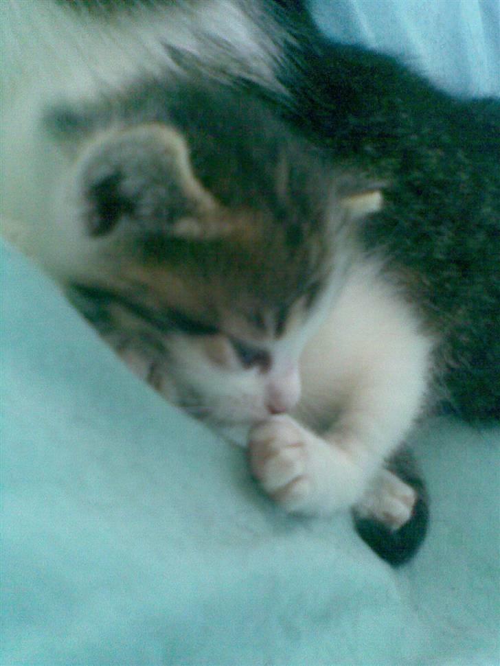 Huskat Nullemanden - Nuller som lille igen ;D billede 8