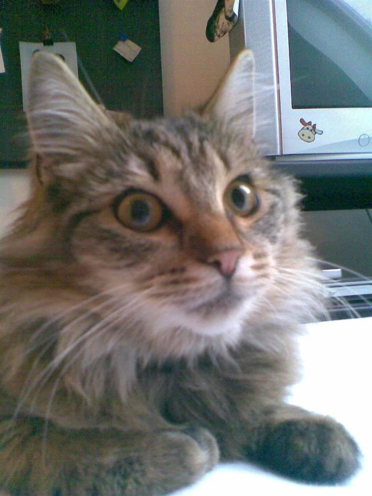 Blanding af racer Silke - Silke som hun ser ud nu (; <3 billede 8