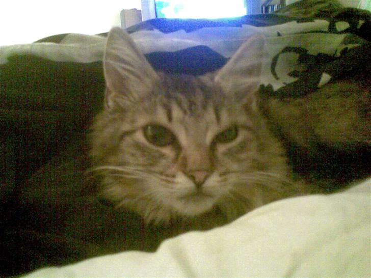 Blanding af racer Silke - Hej hej <3 billede 9