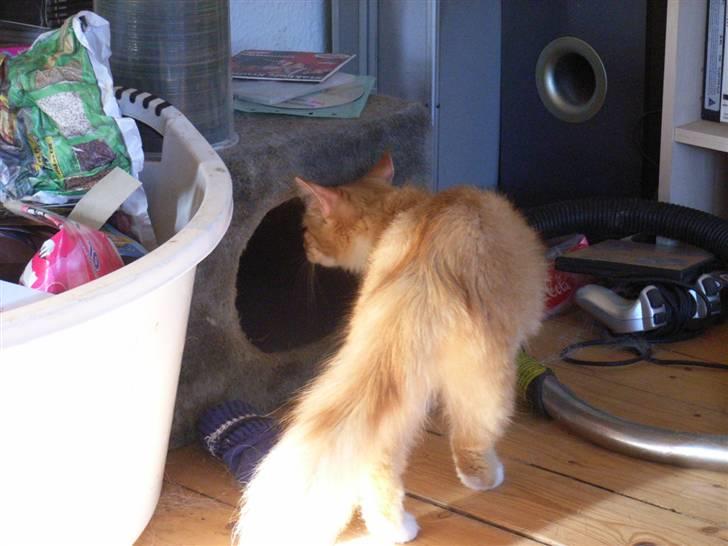 Norsk Skovkat trunte billede 9