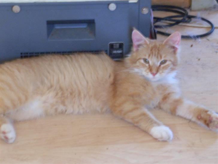 Norsk Skovkat trunte billede 10