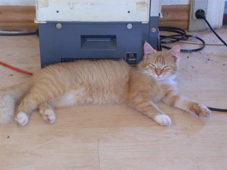 Norsk Skovkat trunte billede 11