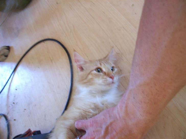 Norsk Skovkat trunte billede 12