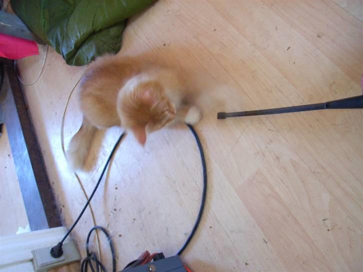 Norsk Skovkat trunte billede 13