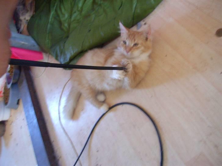 Norsk Skovkat trunte billede 15