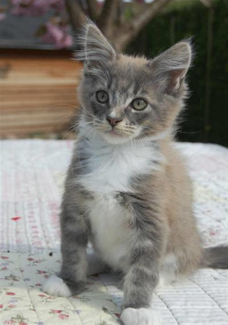 Maine Coon Tristan - Hos opdrætteren - 12 uger gammel billede 1