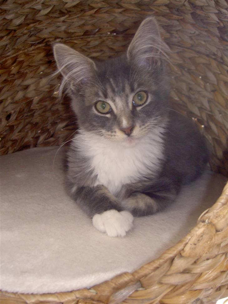 Maine Coon Tristan billede 2