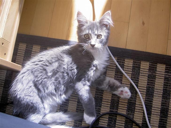 Maine Coon Tristan billede 3
