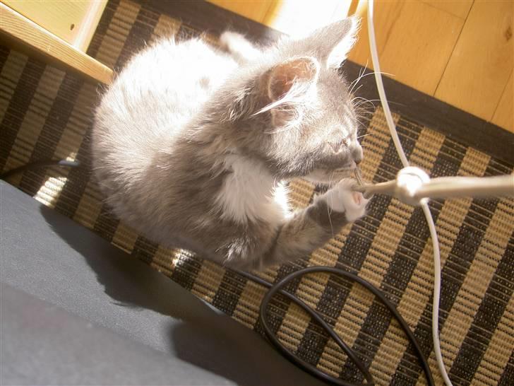 Maine Coon Tristan billede 4