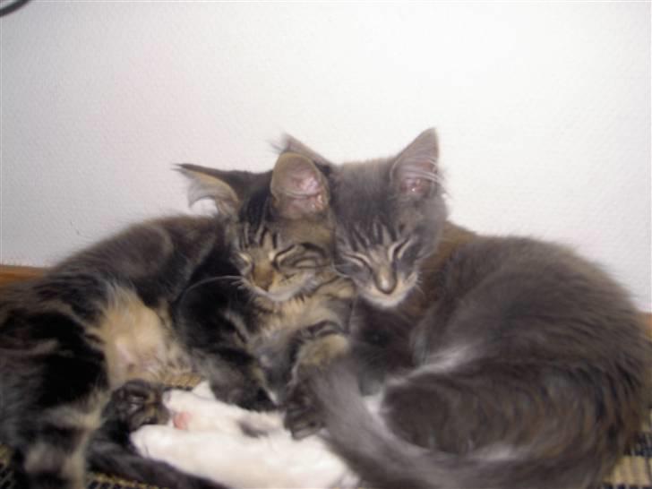 Maine Coon Tristan - Her ligger han med sin søster Isolde. (Tristan ligger til højre)  billede 5