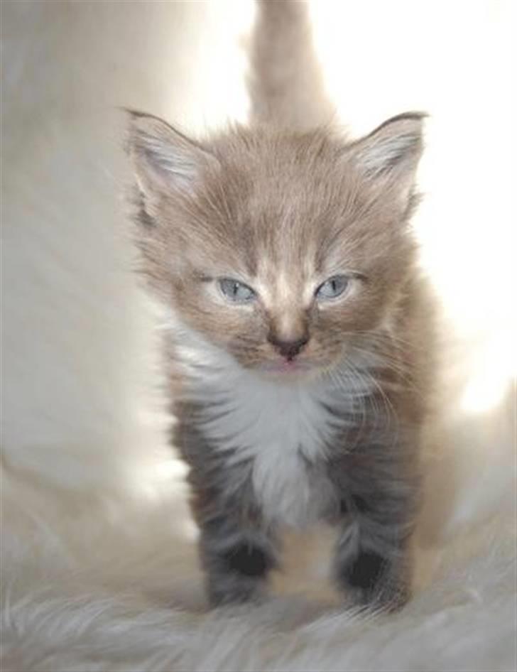 Maine Coon Tristan - Hos opdrætteren - 4 uger gammel billede 6