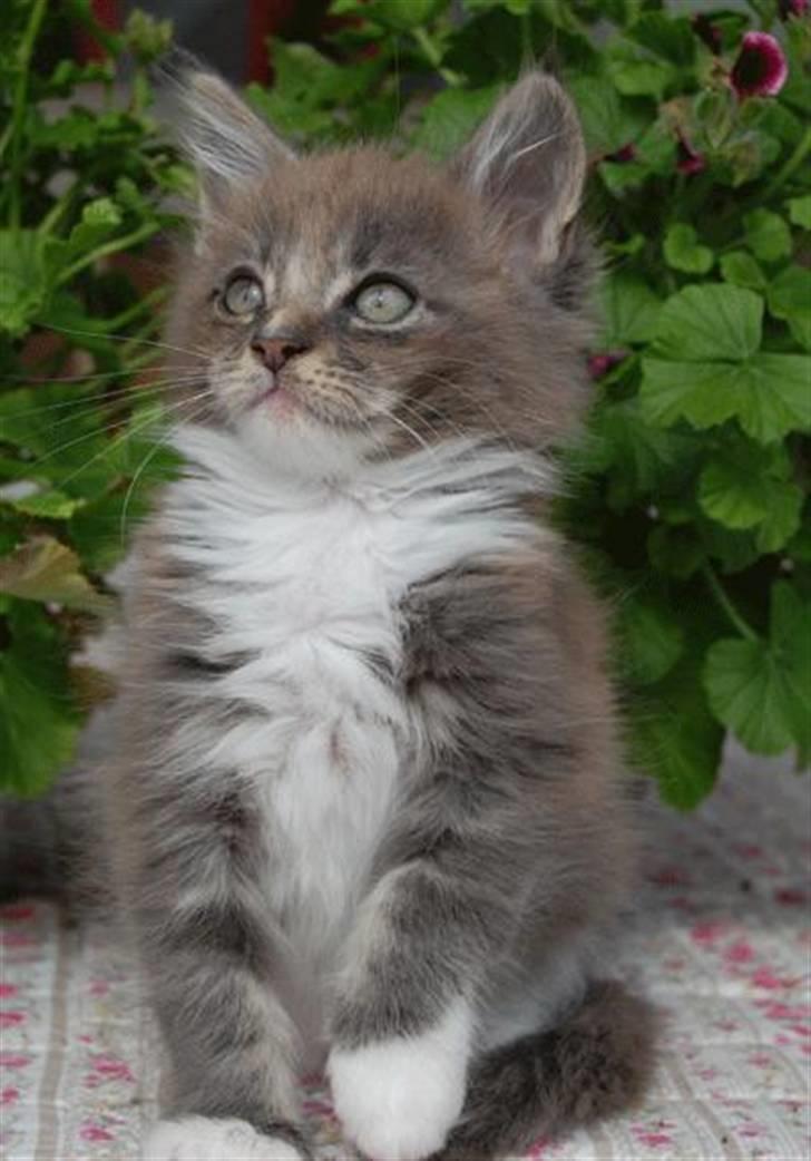 Maine Coon Tristan - Hos opdrætteren - 9 uger gammel billede 7