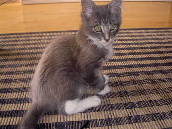 Maine Coon Tristan billede 8