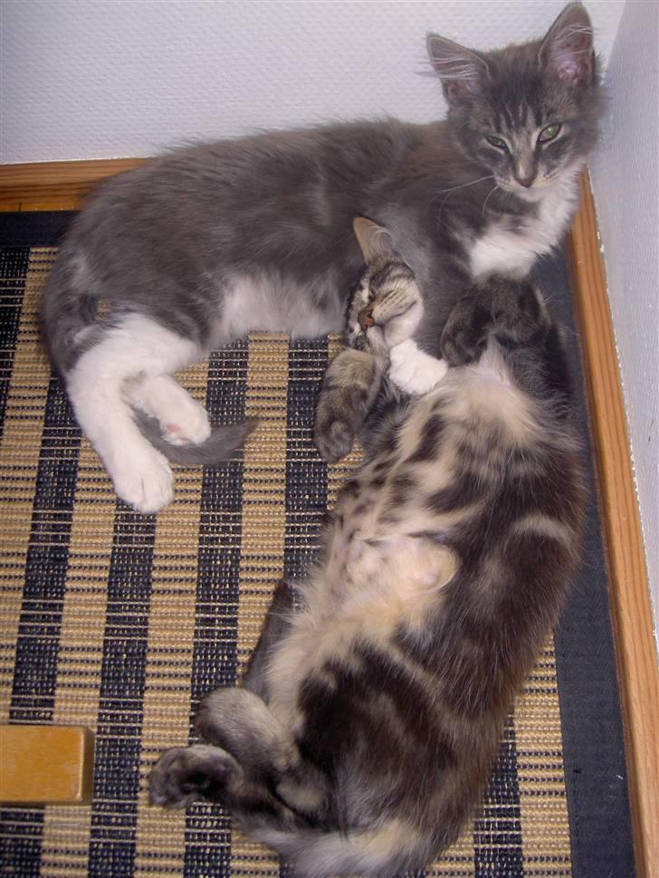 Maine Coon Tristan - Brorman passer godt på søster;-) billede 9