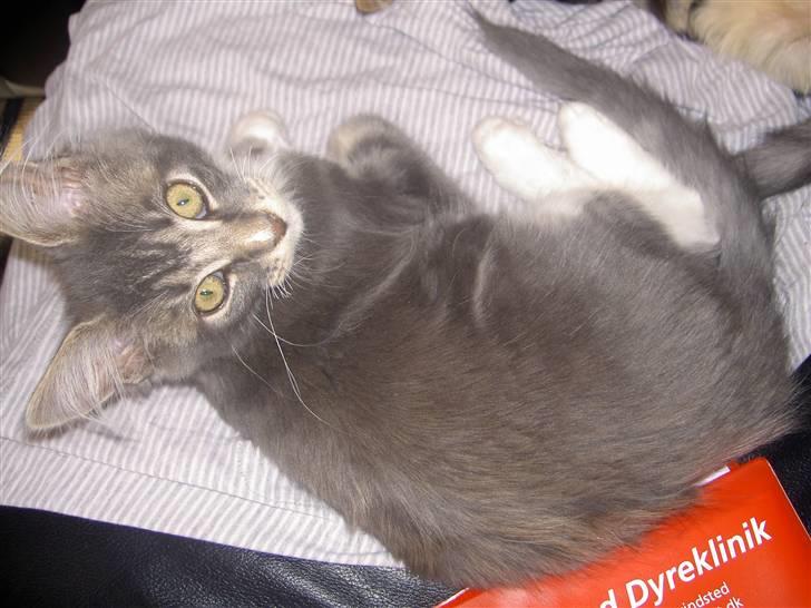 Maine Coon Tristan billede 10