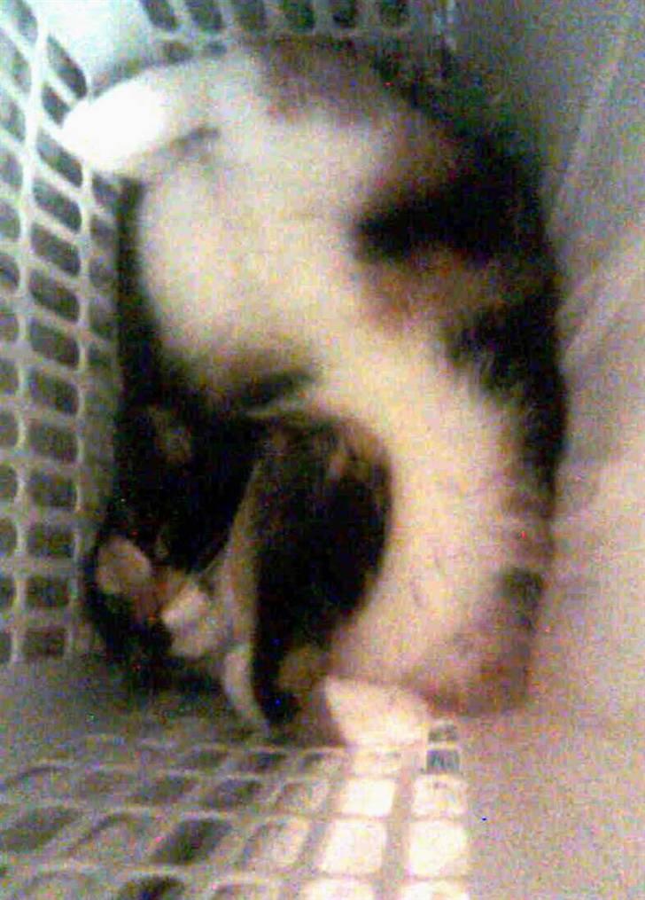 Blanding af racer Baby billede 6