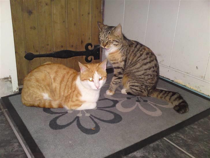 Blanding af racer Mille - Mille sammen med sin bror Tarzan. billede 8