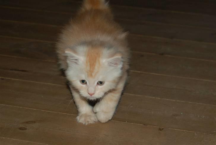 Maine Coon  Bambi  P on ice - På jagt billede 2