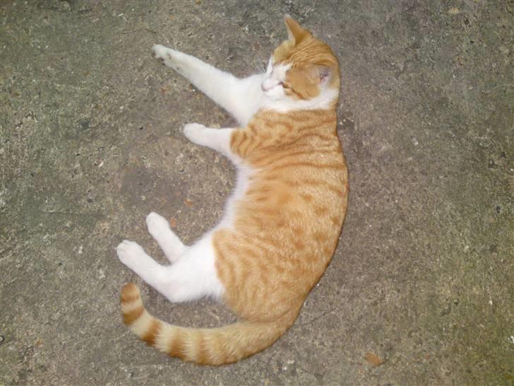 Blanding af racer Tarzan (DØD D. 15/9 - 09) - Dejlige dreng. :o) billede 1