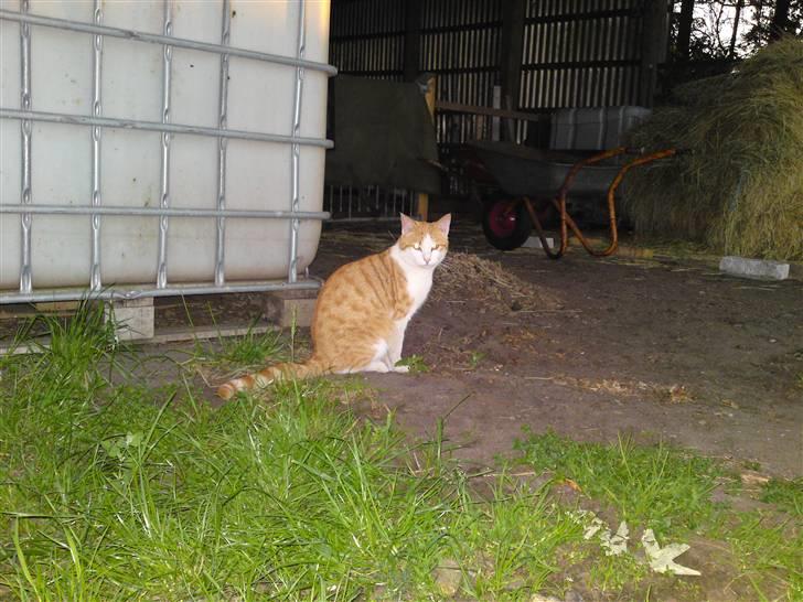 Blanding af racer Tarzan (DØD D. 15/9 - 09) - Ja han kan også sidde pænt. :o) billede 2