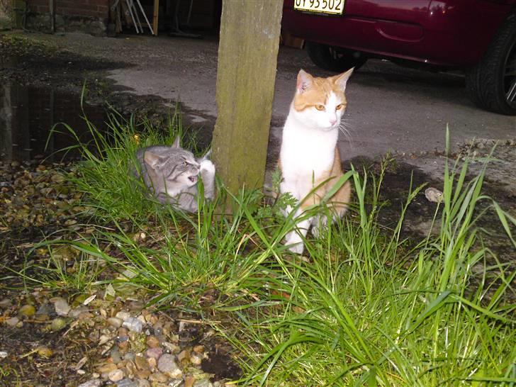 Blanding af racer Tarzan (DØD D. 15/9 - 09) - Tarzan sammen med sin bedste ven Mickey. billede 3