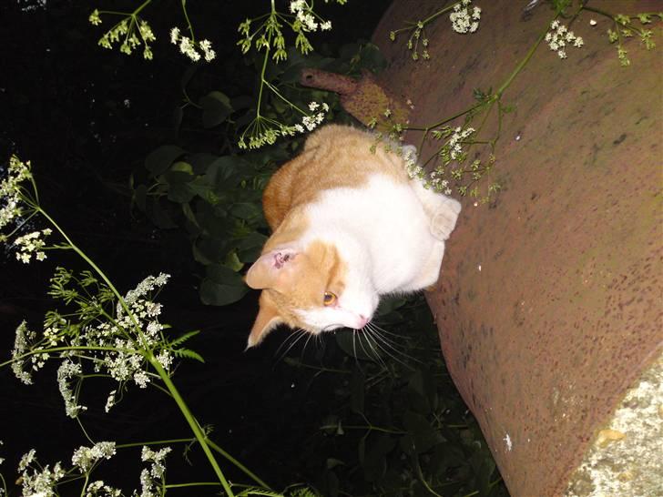 Blanding af racer Tarzan (DØD D. 15/9 - 09) - Skal nok lige få vendt billedet. :o) billede 4