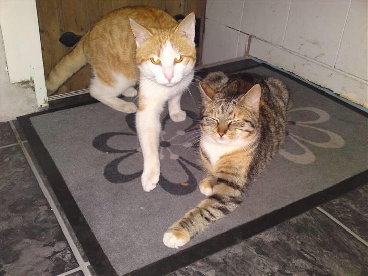 Blanding af racer Tarzan (DØD D. 15/9 - 09) - Tarzan sammen med sin søster Mille. billede 5