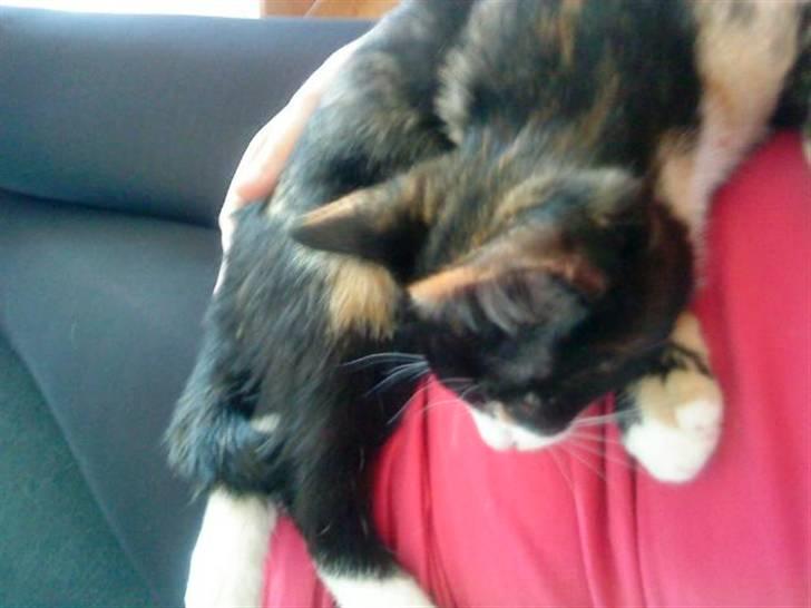 Huskat Mini - Mini putter hos mig billede 1