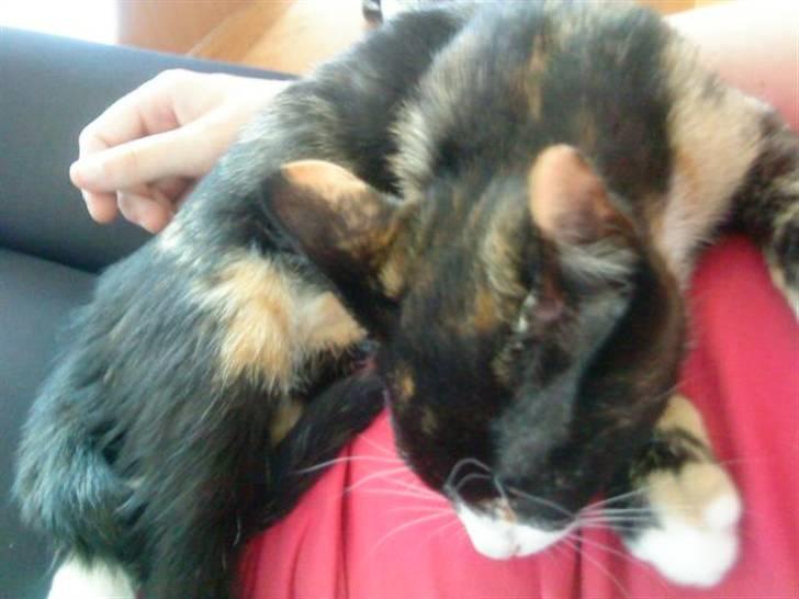 Huskat Mini - Mini putter hos mig igen billede 2