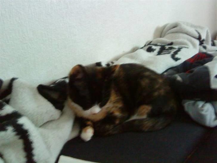 Huskat Mini - Mini slapper lige lidt af billede 3