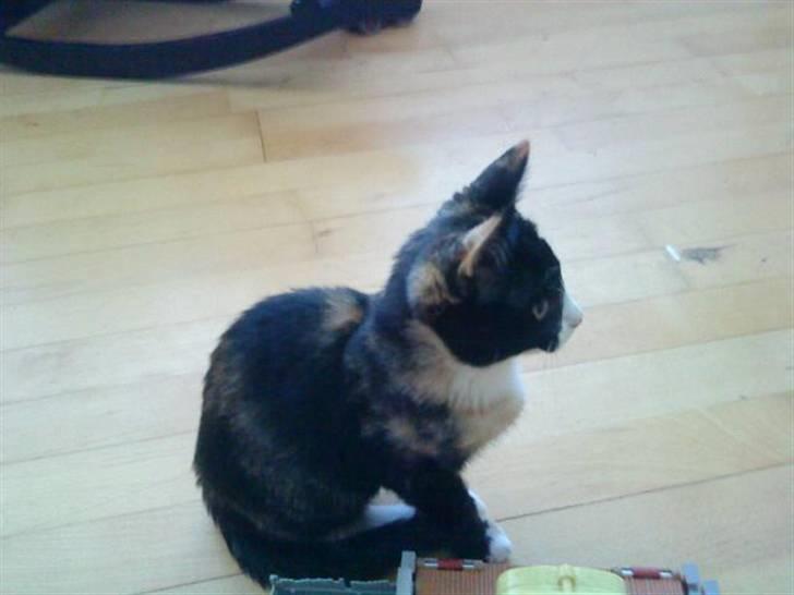 Huskat Mini - Holder øje med hvad søster Kia laver billede 4