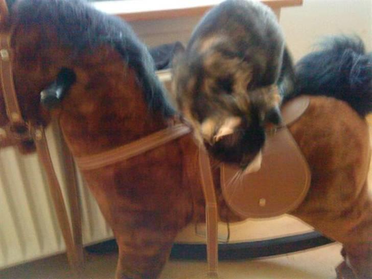 Huskat Mini - Tager lige en tur på gyngehesten billede 5