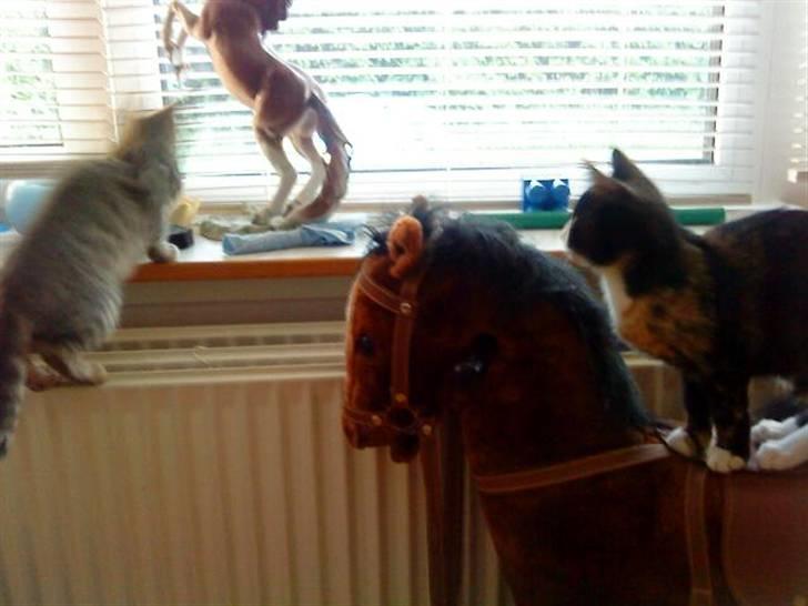 Huskat Mini - Mini forsøger af fange søster Kia (tv.) billede 6