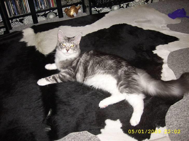 Maine Coon Jelly billede 15