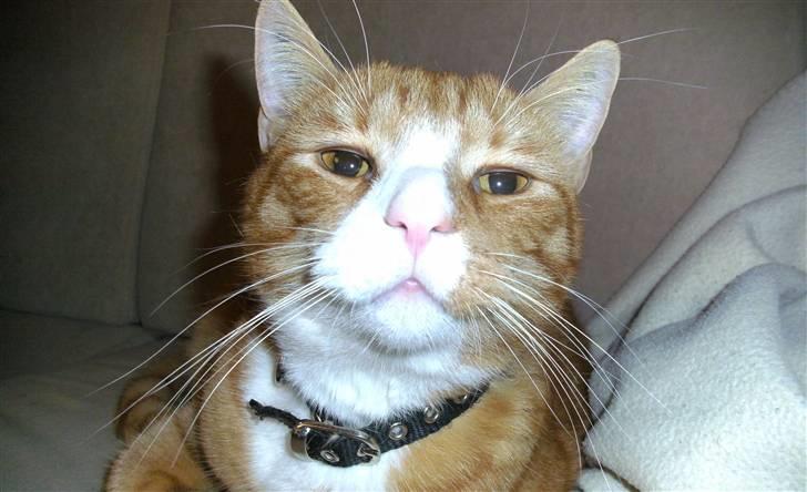 Huskat Michael R.I.P. billede 16