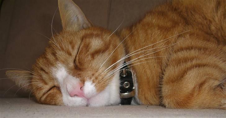 Huskat Michael R.I.P. billede 17