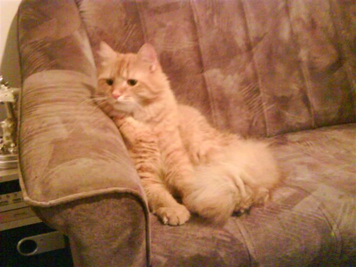 Maine Coon futte solgt billede 1