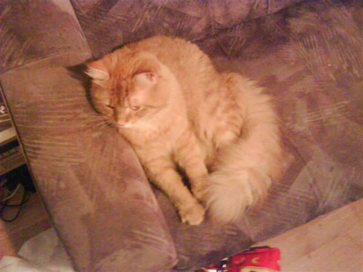 Maine Coon futte solgt billede 2