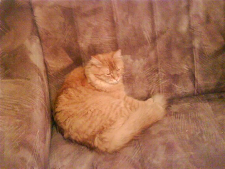 Maine Coon futte solgt billede 3