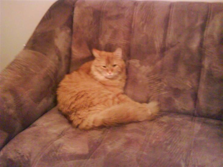 Maine Coon futte solgt billede 4