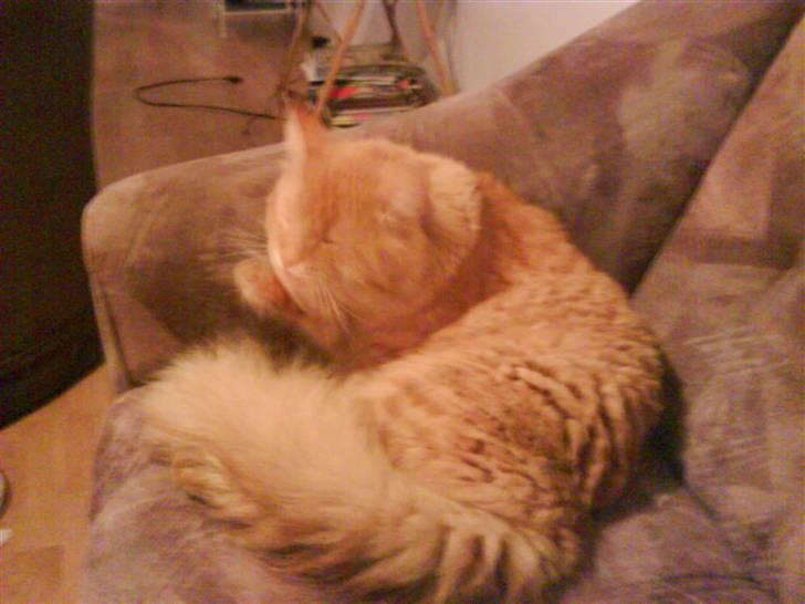 Maine Coon futte solgt billede 5