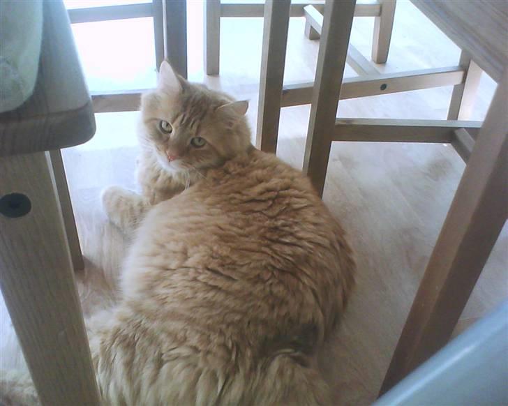 Maine Coon futte solgt billede 6