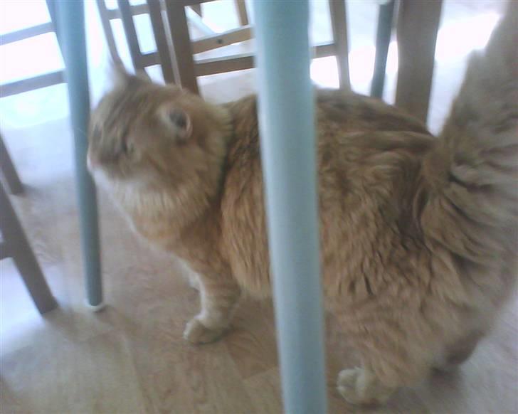 Maine Coon futte solgt billede 7